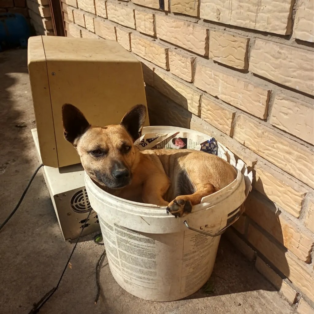 Cute dog plastic can