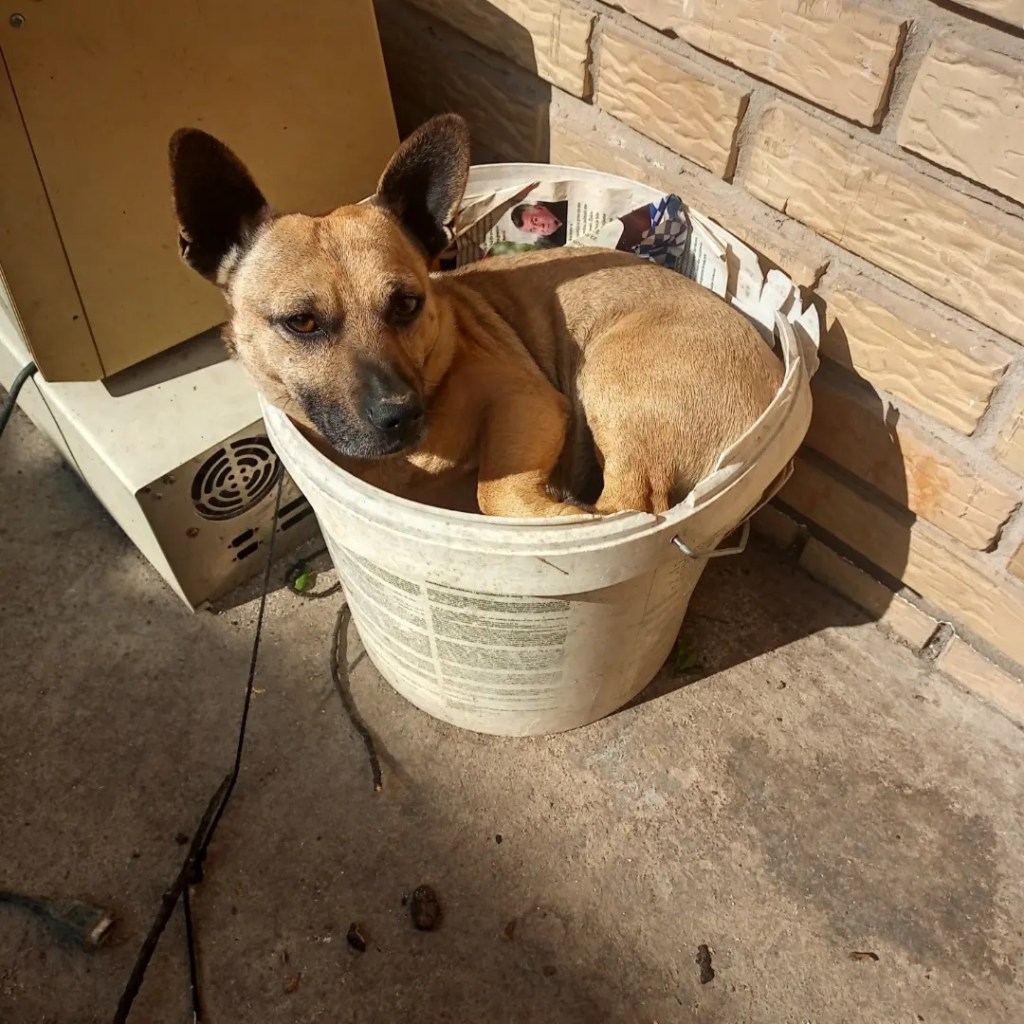 Cute dog plastic can