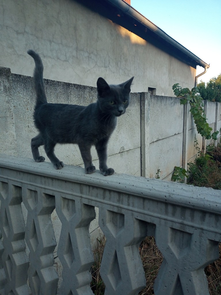 Cute blue kitten fence rural