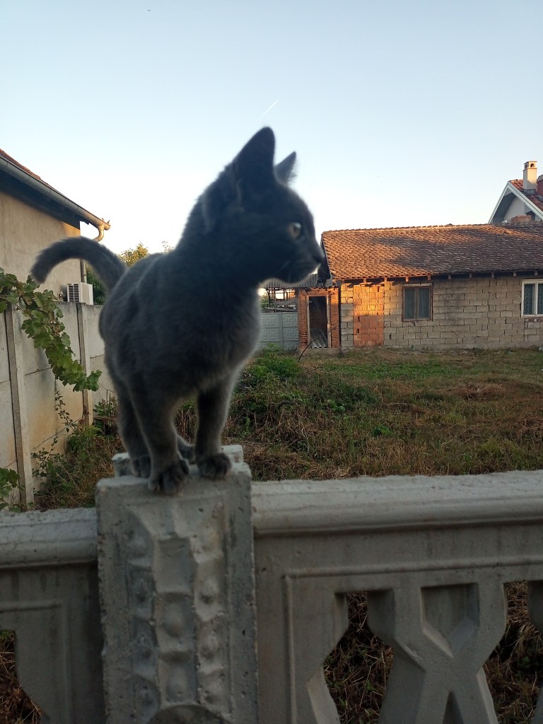 Cute blue kitten fence rural