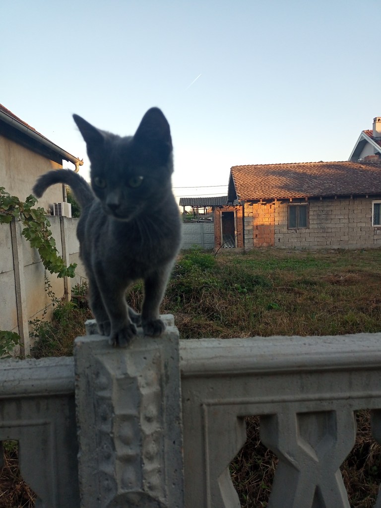 Cute blue kitten fence rural