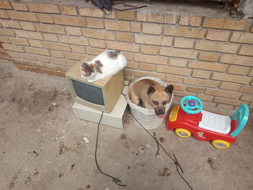 Cute cat dog in can computer rustic