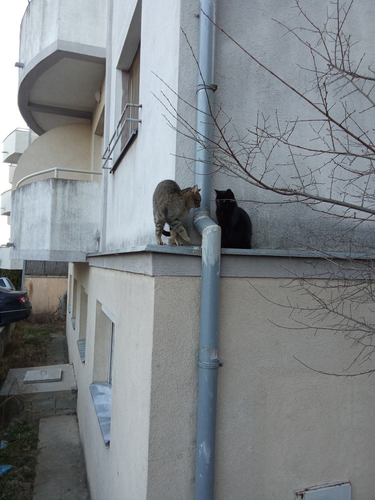 Cats black tabby drainage pipe urban