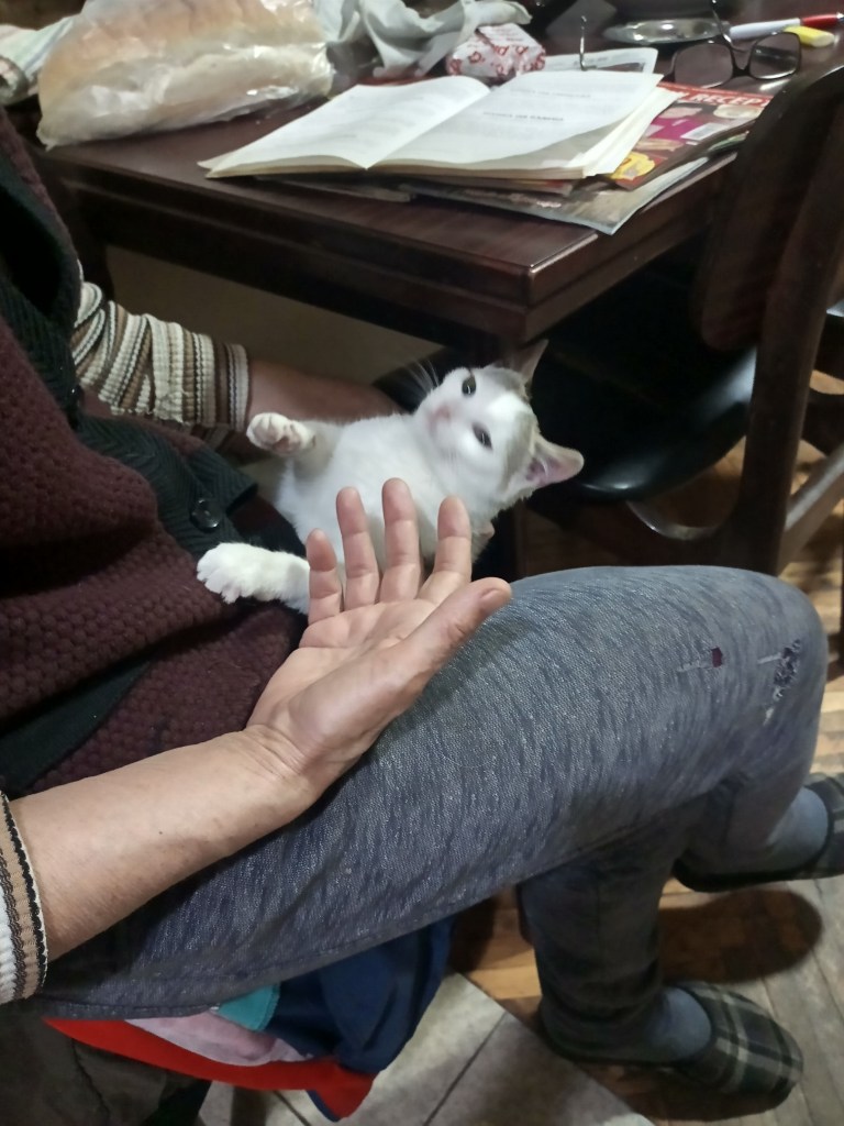 Cute white kitten on a lap