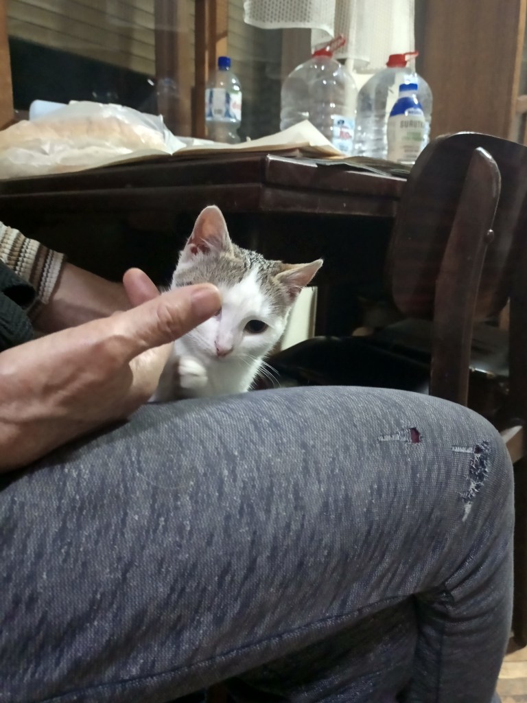 Cute white kitten on a lap