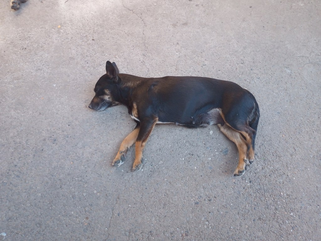 Cute dog sleeping