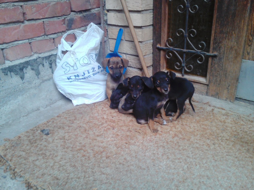 Five cute puppies rustic