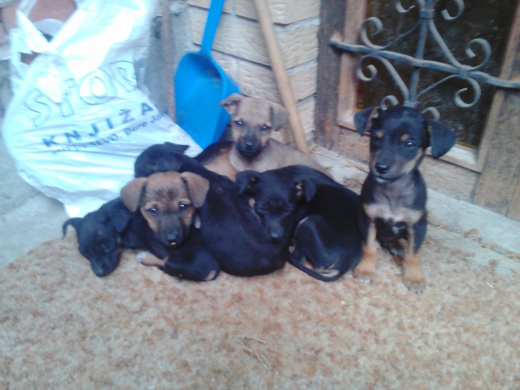 Five cute puppies rustic