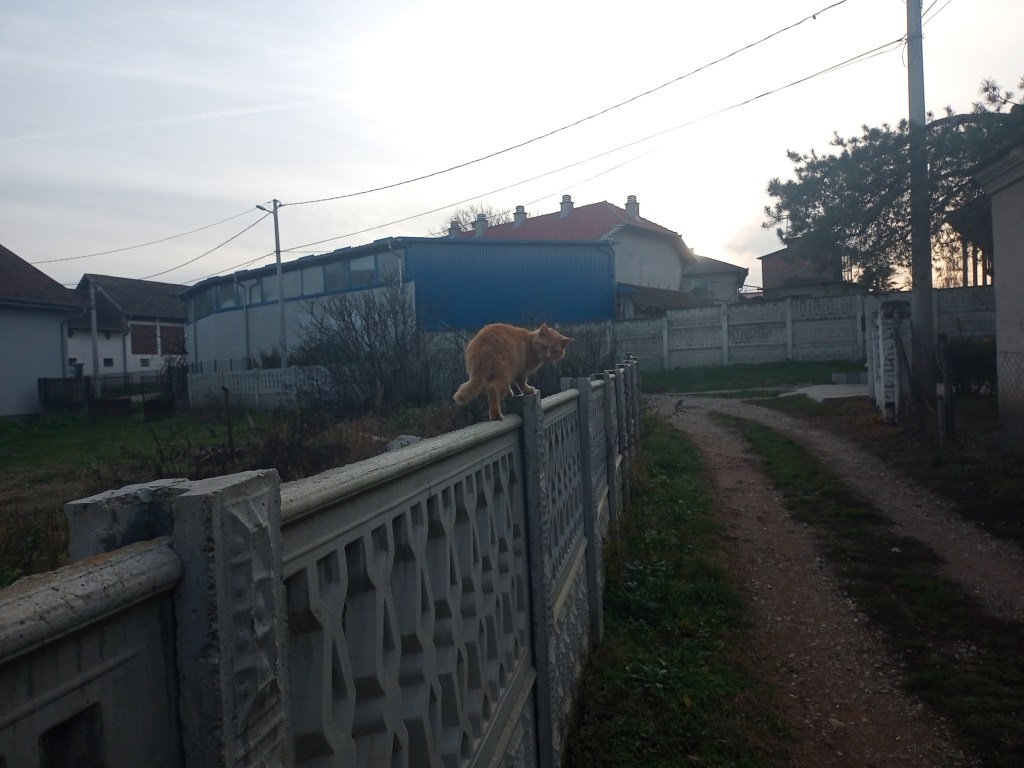 Ginger cat fence rural