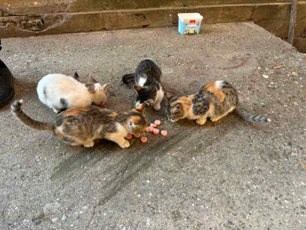 Four cute kittens eating hotdog