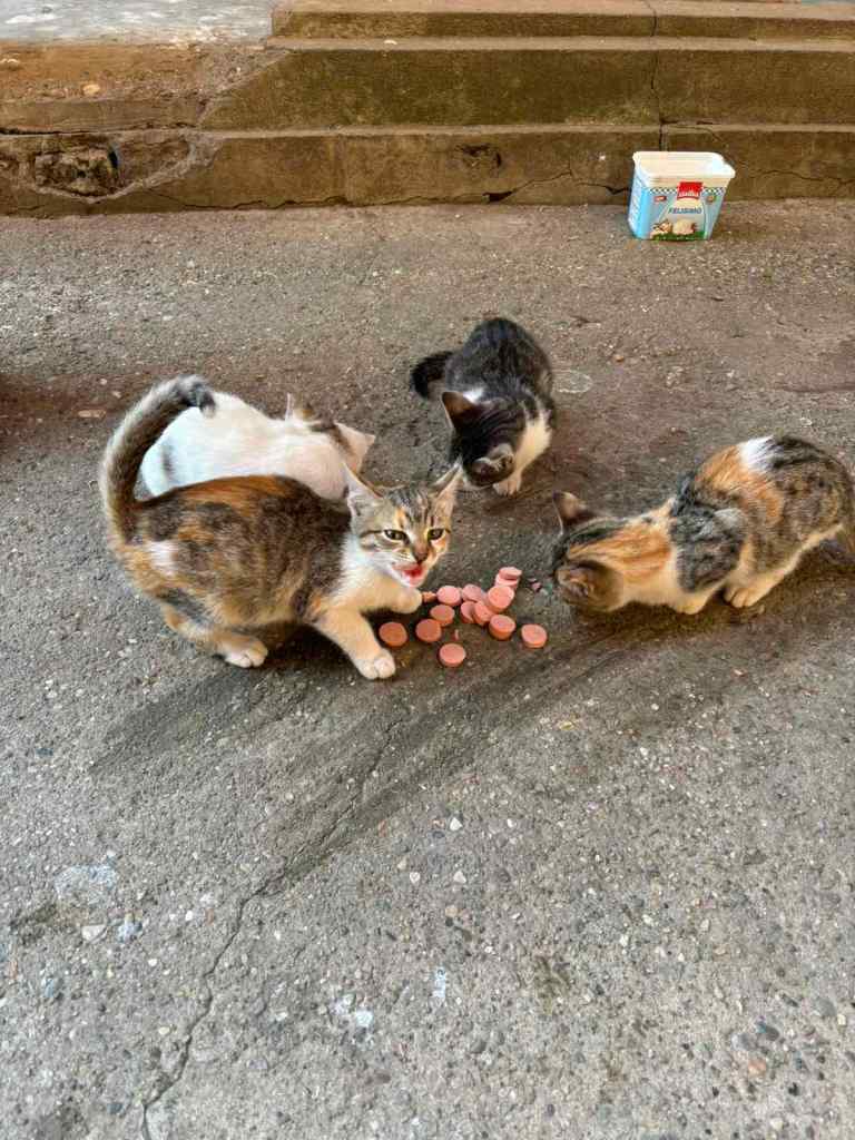 Four cute kittens eating hotdog