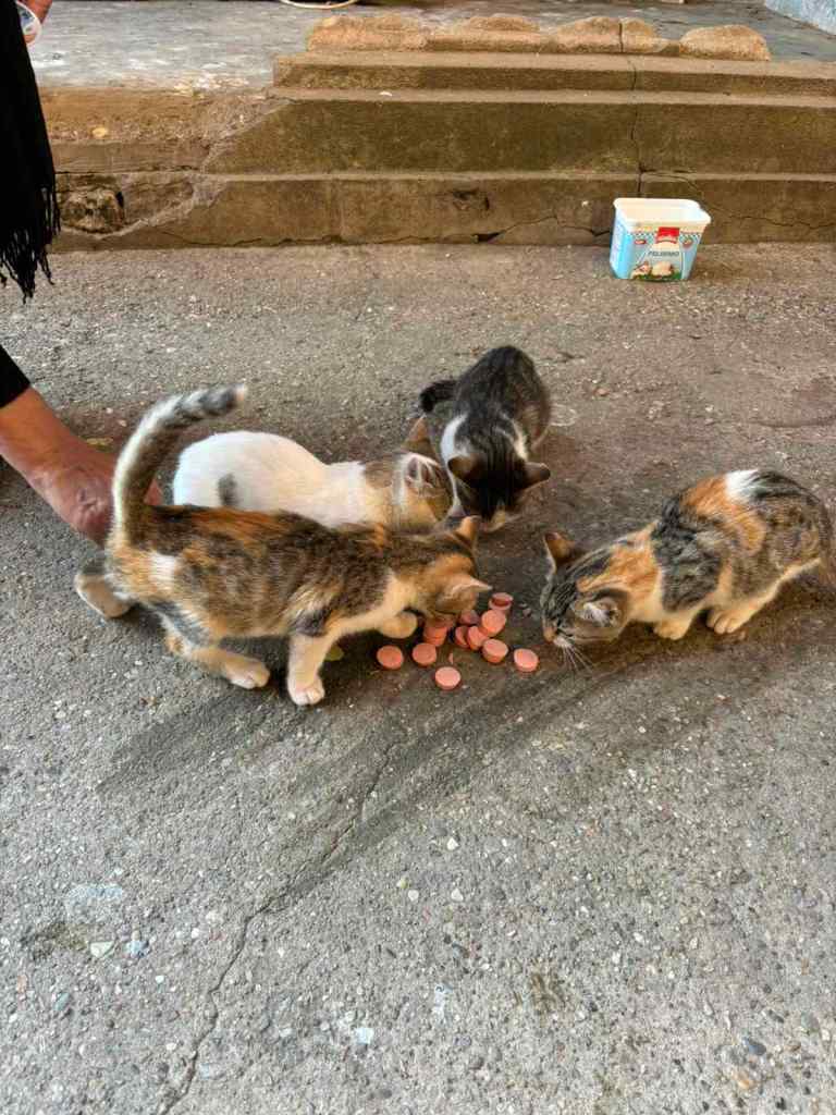 Four cute kittens eating hotdog