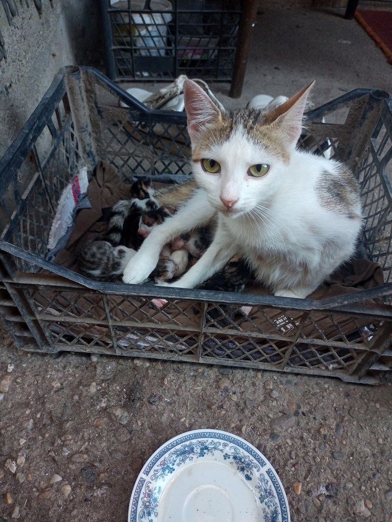 Mom cat four kittens