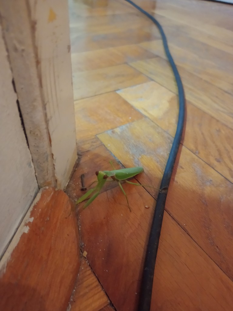 Praying mantis apartment floor
