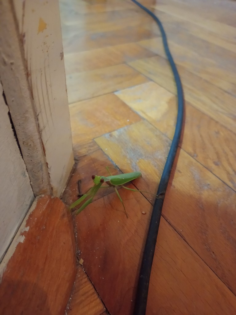 Praying mantis apartment floor