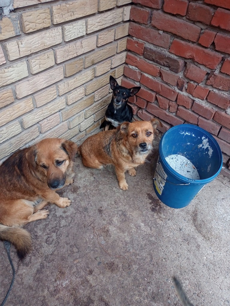 Cute dogs plastic can rustic