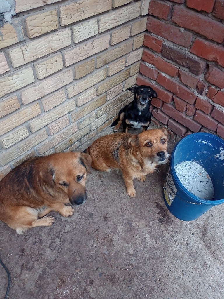 Cute dogs plastic can rustic