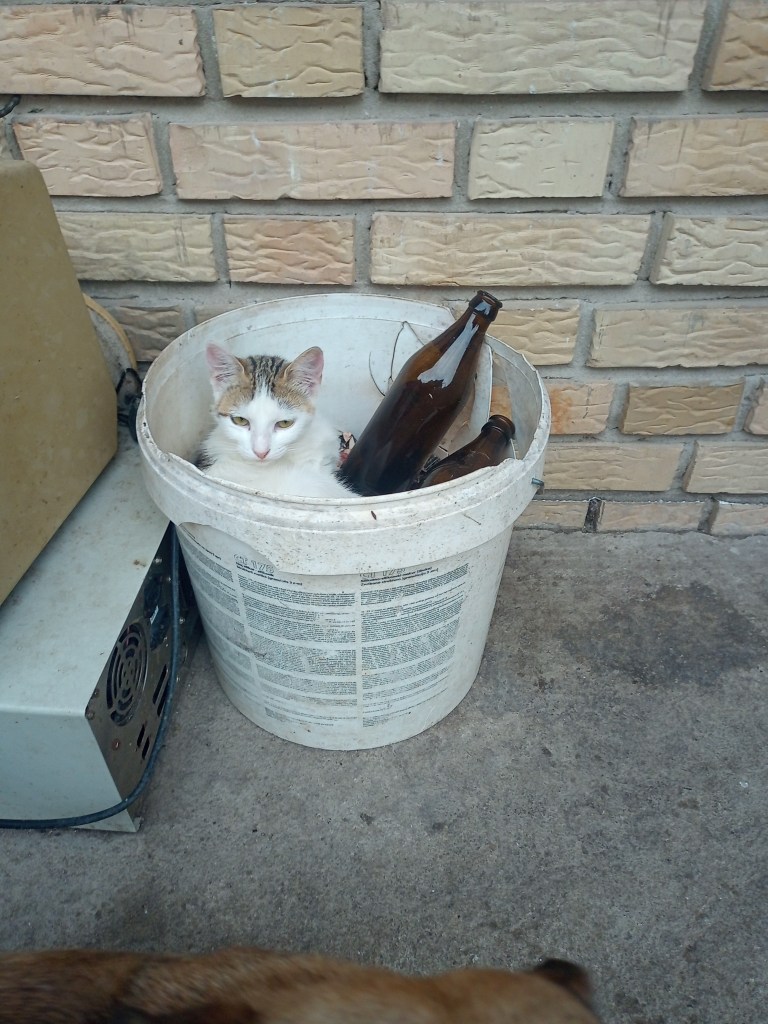 White cat plastic can beer bottles rustic