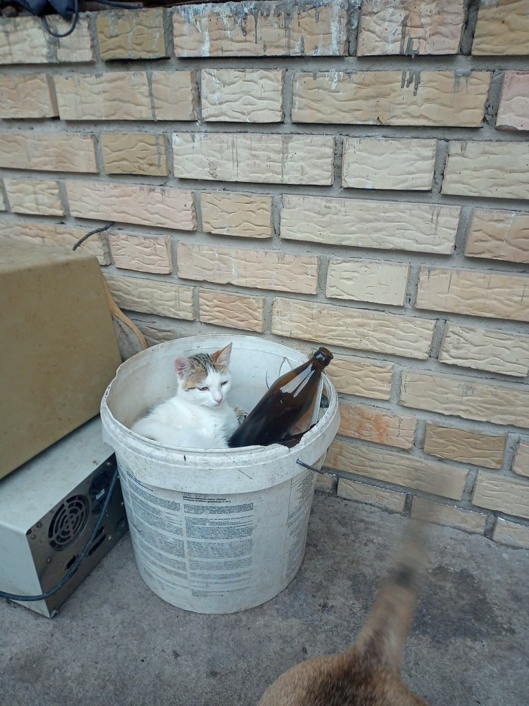 White cat plastic can beer bottles rustic