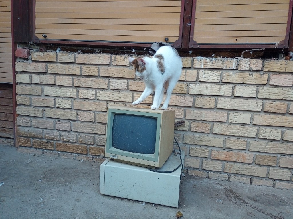 White cat computer rustic