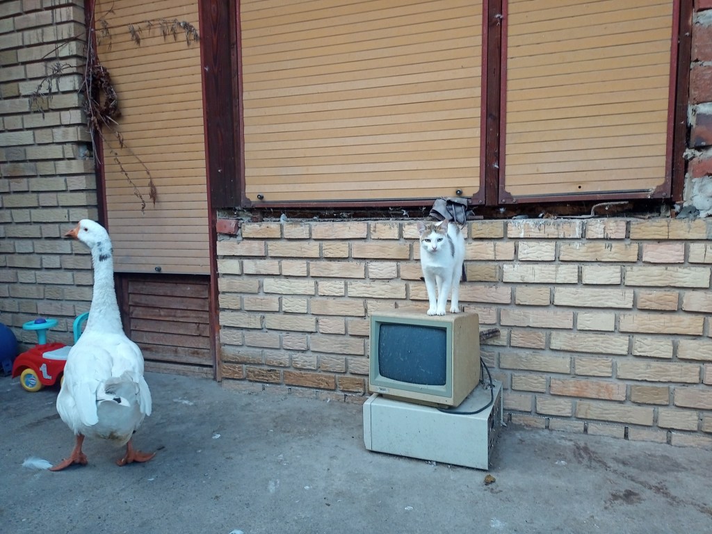 White cat computer gander rustic