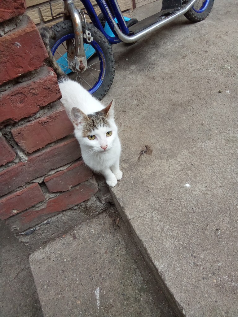 Cute white kitten rustic